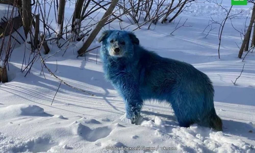 Περίεργο περιστατικό στην Ρωσία με αγέλη από μπλε σκυλιά